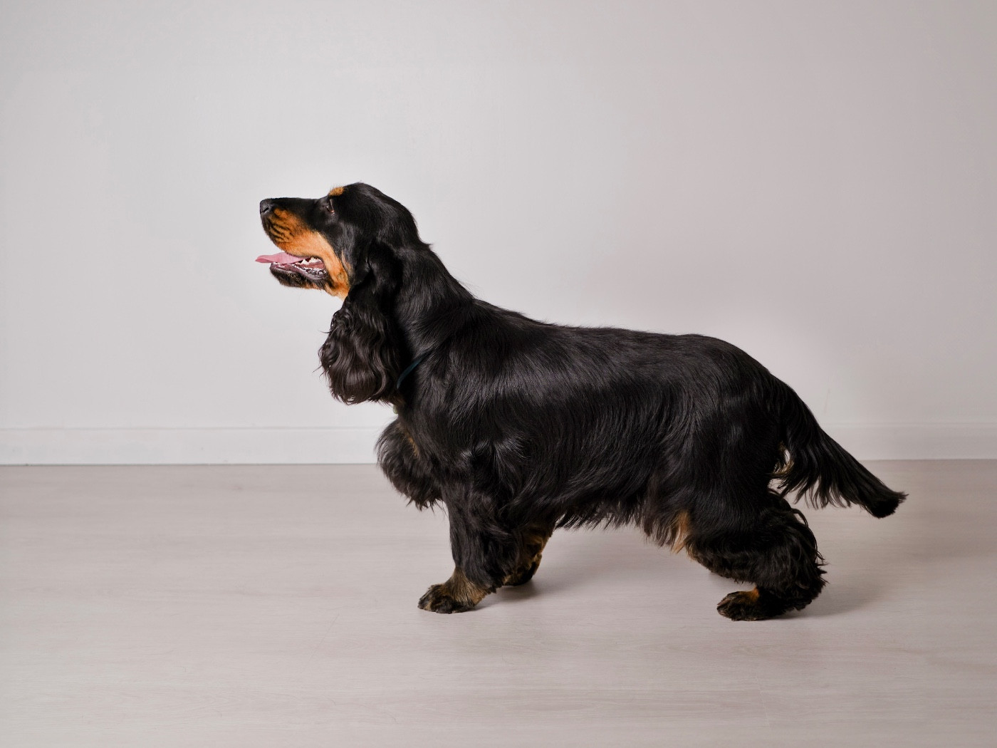 Tallulah-bell Des Gardiens Des Templiers