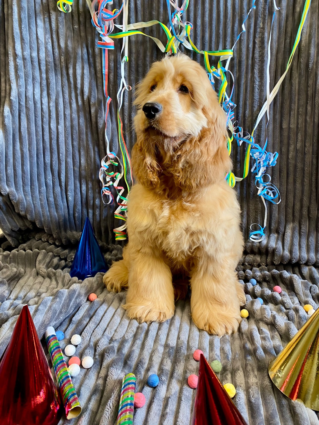 AÏdi du royaume des 4 pattes