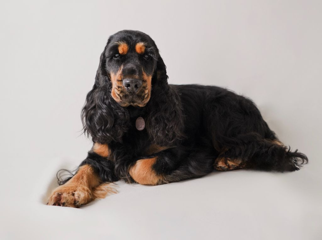 Mariage/saillie du 29 novembre 2025