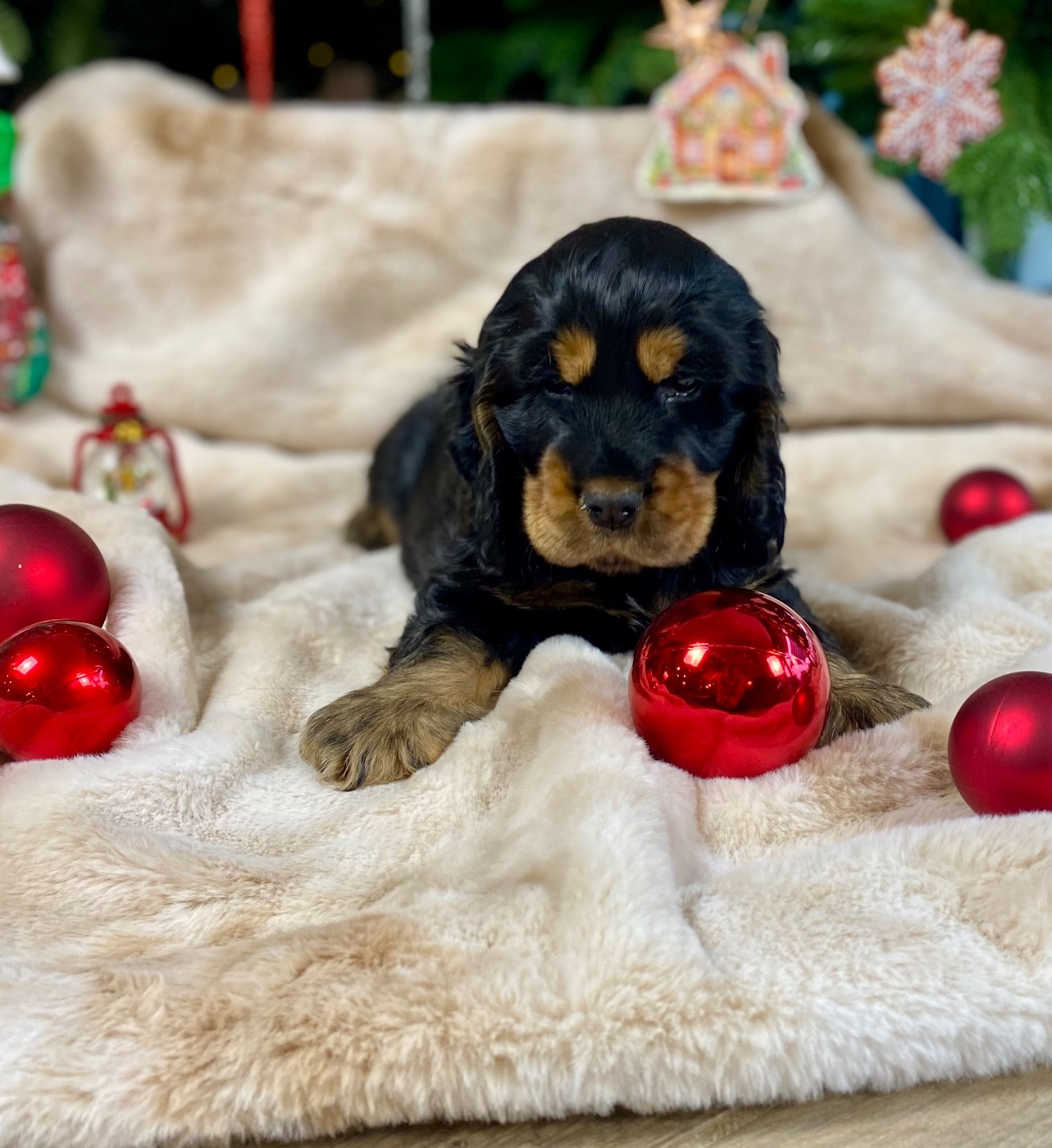 Au Pays De La Valdange - Cocker Spaniel Anglais - Portée née le 09/10/2025