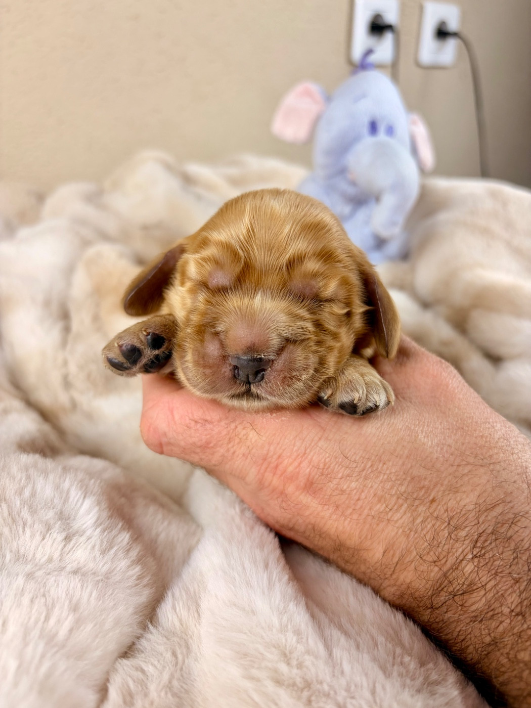 Au Pays De La Valdange - Chiots disponibles - Cocker Spaniel Anglais