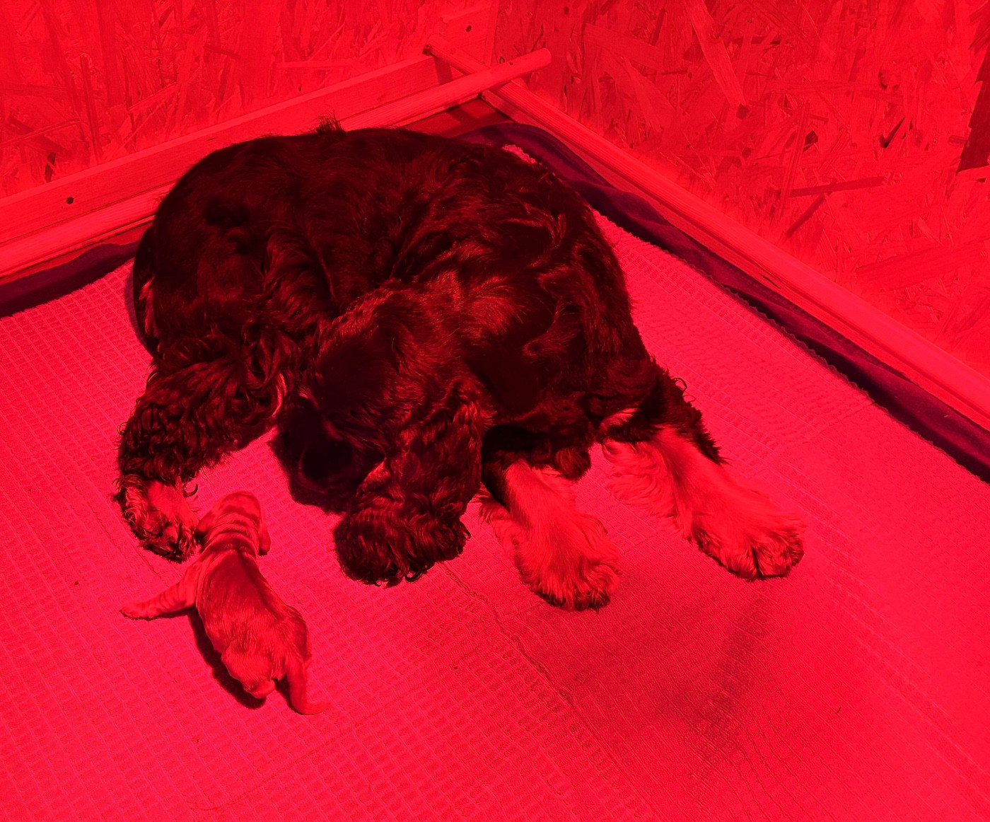 Au Pays De La Valdange - Chiots disponibles - Cocker Spaniel Anglais