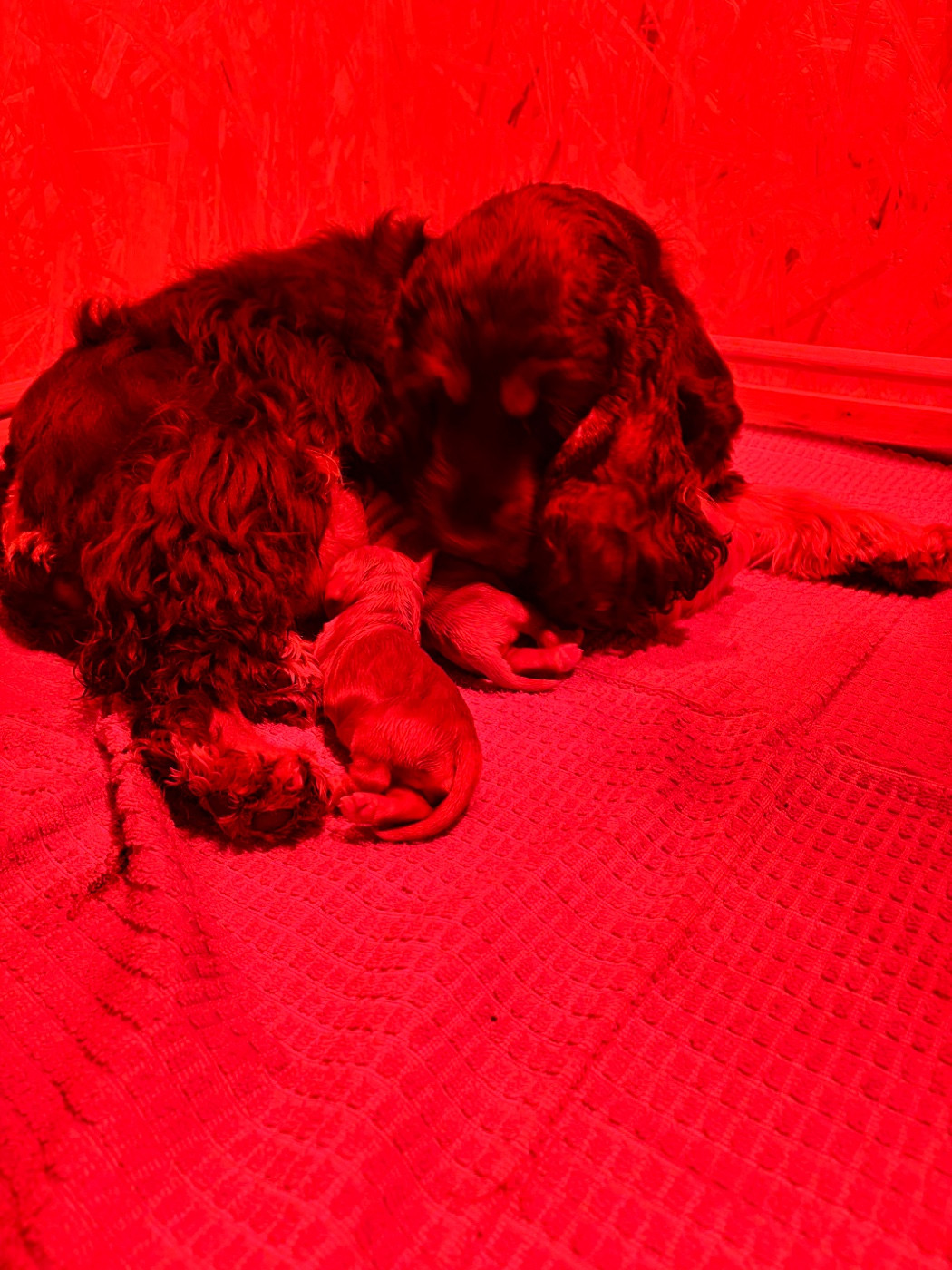 Au Pays De La Valdange - Cocker Spaniel Anglais - Portée née le 24/08/2026
