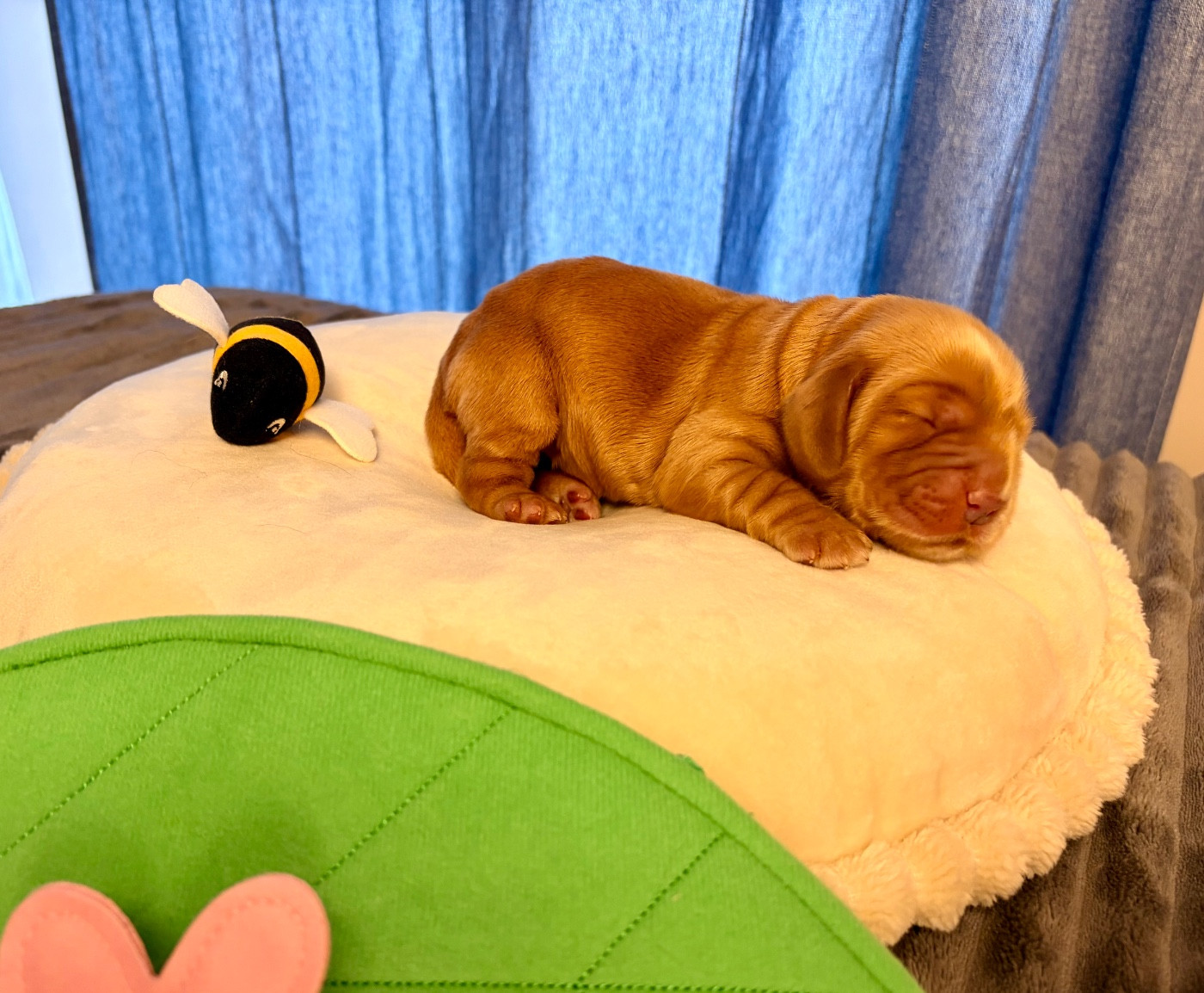 Au Pays De La Valdange - Chiots disponibles - Cocker Spaniel Anglais