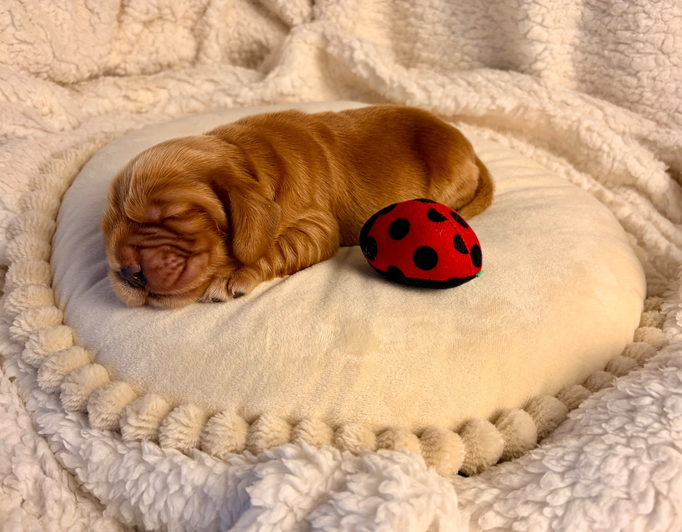 Au Pays De La Valdange - Chiots disponibles - Cocker Spaniel Anglais