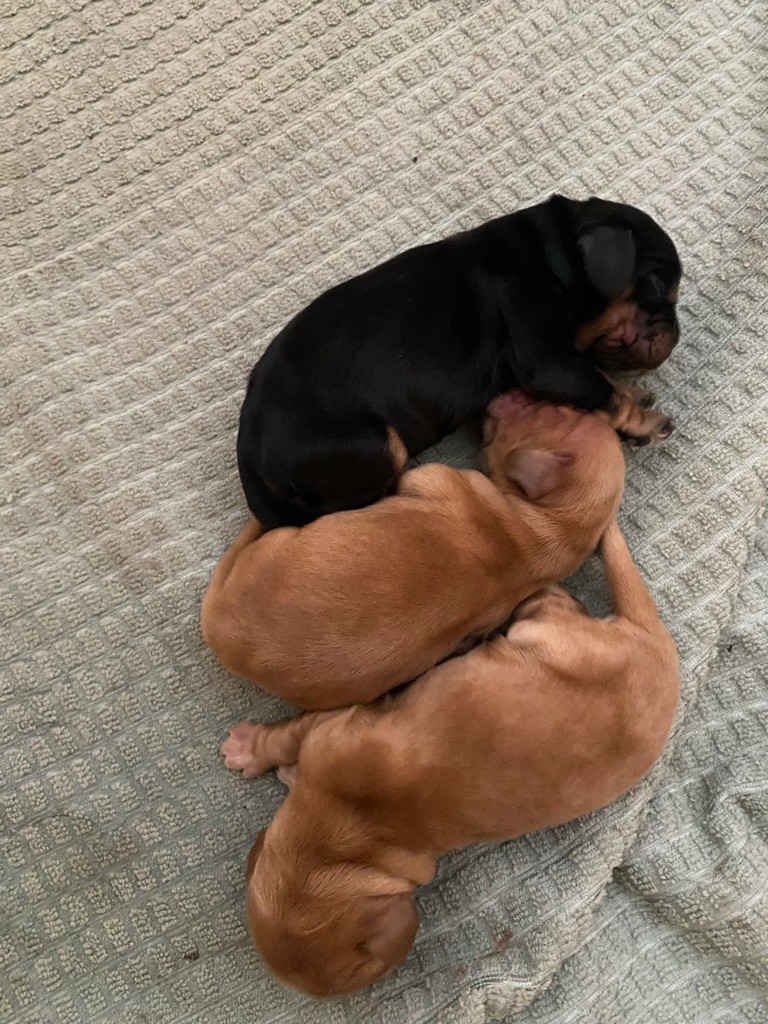 Au Pays De La Valdange - Cocker Spaniel Anglais - Portée née le 01/02/2025