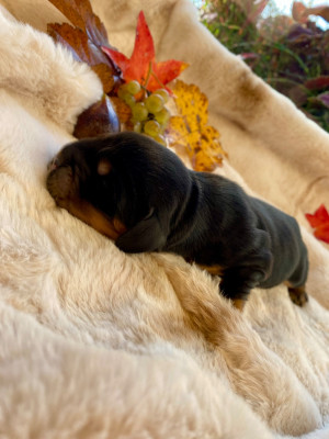 A Royal pepper boy dit Aki